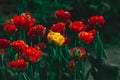 Yellow tulip among red ones Royalty Free Stock Photo