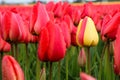 Yellow tulip between the red ones Royalty Free Stock Photo