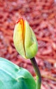 yellow tulip with red stripes getting ready to open and bloom in Spring Royalty Free Stock Photo