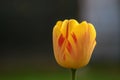 Yellow tulip with red stripes Royalty Free Stock Photo