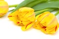 Yellow tulip Royalty Free Stock Photo