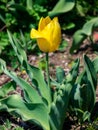 Yellow tulip on a roadside Royalty Free Stock Photo