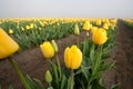 Yellow tulip row Royalty Free Stock Photo
