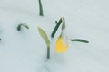Yellow tulip in snow Royalty Free Stock Photo