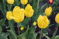 Yellow tulip spring gorgeous elegant flower tulip blossom flower background
