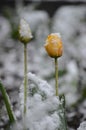 yellow tulip in spring under the snow Royalty Free Stock Photo