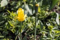 Yellow tulip with stamens and pestle is on a blurred green background Royalty Free Stock Photo