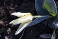 Yellow tulip suffered a night spring frost Royalty Free Stock Photo