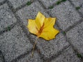 Yellow tulip tree leaf Royalty Free Stock Photo