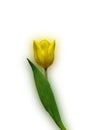 Yellow Tulip - Tulipa Royalty Free Stock Photo