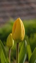 Yellow Tulip - Tulipa - close up in soft light Royalty Free Stock Photo