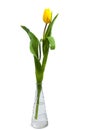 Yellow tulip Tulipa fosteriana in a vase Royalty Free Stock Photo