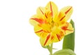 Yellow tulip (tulipa) with red stripes Royalty Free Stock Photo