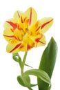 Yellow tulip (tulipa) with red stripes Royalty Free Stock Photo