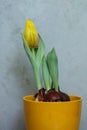 a yellow tulip with water droplets on it Royalty Free Stock Photo