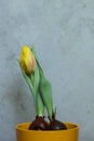 a yellow tulip with water droplets on it Royalty Free Stock Photo