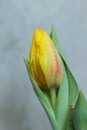 a yellow tulip with water droplets on it Royalty Free Stock Photo