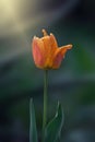 Yellow, tulip with water droplets in the garden Royalty Free Stock Photo