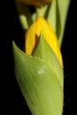 Yellow tulip with water droplets on petals close-up Royalty Free Stock Photo