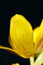 Yellow tulip with water droplets on petals close-up Royalty Free Stock Photo