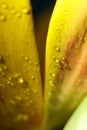 Yellow tulip with water droplets on petals close-up Royalty Free Stock Photo