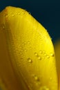 Yellow tulip with water droplets on petals close-up Royalty Free Stock Photo