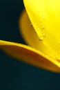 Yellow tulip with water droplets on petals close-up Royalty Free Stock Photo