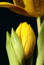 Yellow tulip with water droplets on petals close-up Royalty Free Stock Photo