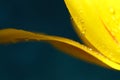 Yellow tulip with water droplets on petals close-up Royalty Free Stock Photo