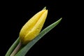 Yellow tulip and water drops on black background Royalty Free Stock Photo