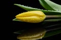 Yellow tulip and water drops on black background Royalty Free Stock Photo