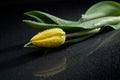 Yellow tulip and water drops on black background Royalty Free Stock Photo