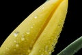 Yellow tulip and water drops on black background Royalty Free Stock Photo