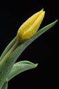 Yellow tulip and water drops on black background Royalty Free Stock Photo