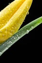 Yellow tulip and water drops on black background Royalty Free Stock Photo