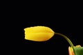 Yellow tulip with water drops on black background Royalty Free Stock Photo