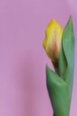 Yellow tulip with water drops on the petals on a pink background Royalty Free Stock Photo