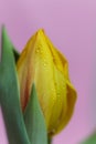 Yellow tulip with water drops on the petals on a pink background Royalty Free Stock Photo