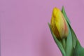Yellow tulip with water drops on the petals on a pink background Royalty Free Stock Photo