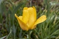 Yellow Tulip with water drops after rain. Close up. Selective focus Royalty Free Stock Photo