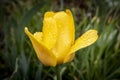 Yellow Tulip with water drops after rain. Close up. Selective focus Royalty Free Stock Photo