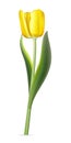 Yellow tulip on white background. Realistic spring colorful flower vector illustration. Floral decorative plant with Royalty Free Stock Photo