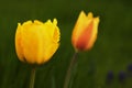 Yellow Tulip