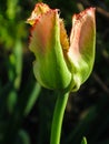 Yellow Tulip.