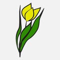 Yellow tulip vector illustration background eps 10 Royalty Free Stock Photo
