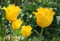 Exclusive yellow cultivated fringed and raffled tulips in reclaimed land, Flevoland, Netherlands