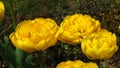 Yellow Tulipa âMonte Carloâ tulips in a garden bed in spring.