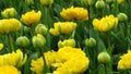 Yellow Tulipa âMonte Carloâ tulips in a garden bed in spring.