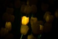 Yellow Tulipas Royalty Free Stock Photo