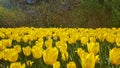 Garden of a beautiful yellow tulipes Royalty Free Stock Photo